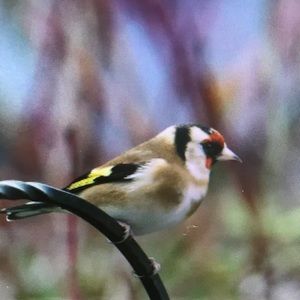 Meet your Posher, Alexa